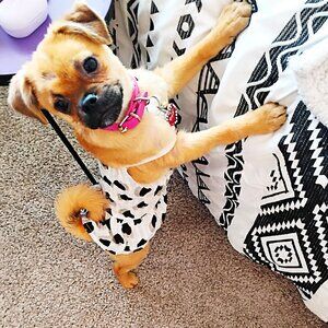 Black, White and Beige Dog Dress with Hearts, Size Small